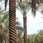زراعه نخيل
