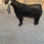 تيس عارضي معرف للبيع المجمعه