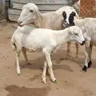 للبيع ضان بلدي