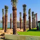 يوجد لدينا توريد جميع انواع نخيل الواشنطن