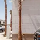 تكريب وتنظيف وشذاب نخل العربي ولواشنطني وتغيير