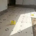 مبلط