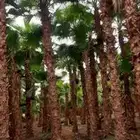 نخل الرياض نخل واشنطني ابو مروحه درجة اولى بجميع المقاسات