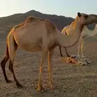 للبيع ناقه القحا ام ثالث حره