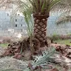تكريب وتنظيف وزراعة جميع انواع النخيل