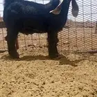 مشروع فحل عارضي صنف ومعرف وتوم