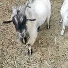 تيس وعنز قزم للبيع