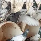 حمام باكستاني 60 حبه مشاءالله