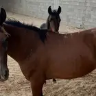 جيزان صنبه