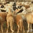 بيطري اغنام