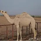 حشو مفرود