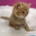 ابي قط تبني