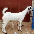 جفره فاخره بيشه
