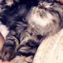 بيع قط شيرازي 