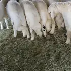 9 خرفان كفوو