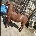 تيوس حص مشاريع فحول (تيس فحل )