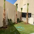 نخل واشنطني زينه توريد وزراعة