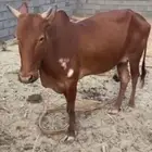 بقره حايل