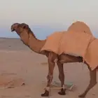 بعير اصفر كفو