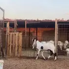 ثلاث جفار وتيس هولنديات اصل ( صنف )