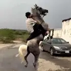 خيل عربي