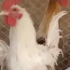 رومي وديكه طيبات