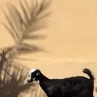 جفرات ذبايح