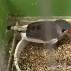 عصفور طيور الحب وعصفور صغير ما اعرف اسمه