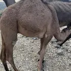 قعدان مفاريد بريه