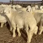 طليان حري