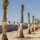 0534نخيل مثمر فسايل وجثايث ووشنطني كل المقاسات متوفره لديناء