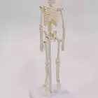 مجسم هيكل عظمي
