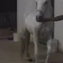 فرس عربية شعبية للبدل
