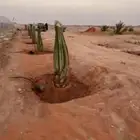 يوجد لدينا جميع انواع النخيل العربي والواشنطن بكل المقسات من