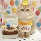 كيكة قطط للطلب
