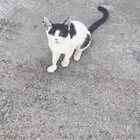 قط أليف