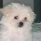 للبيع كلب مالتيز   بمورينيان عمره شهرين