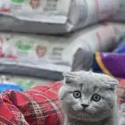 قطوه سكوتش فولد انثى