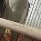 انثى كروان انتاج حجم جامبو