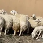 ضان حريات فاخر مقاني