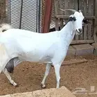 مطلوب ماعز بيشيه