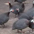 حجل فاخر للبيع 30 حبه فقط مضمون من كل الأمراض قري