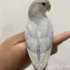 فروخ روز غر أليفه