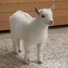 ماعز قزم صديق الاطفال