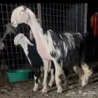 شاه نجديه صنف متبع ( تم البيع )