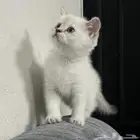 قطه سكوتش ستريت صغيره للبيع بمبلغ رمزي