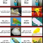 انواع طفرات البادجي