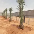 نخل للبيع نقايل جثايث خلاص صقعي سكري شيشي سلج غر برحي هلالي