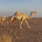 للبيع السن نصوف تحتها بكره عليانيه طبع وهداوه وحليب