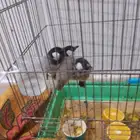 للبيع 3بلبل